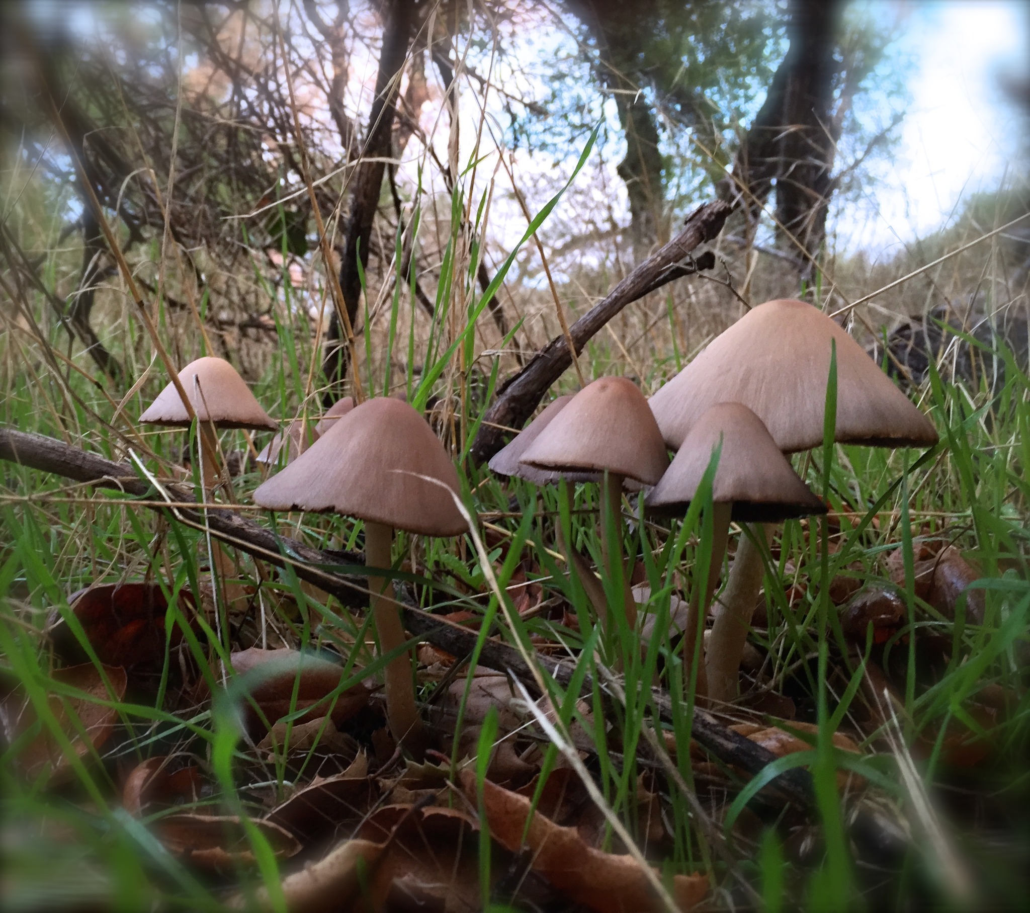 guided mushroom tour