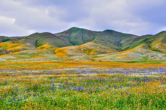 tejon ranch wildflowers